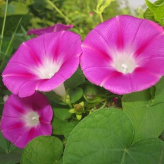 morning glory seeds 1KG