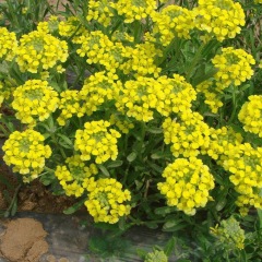Alyssum saxatile seeds 1KG