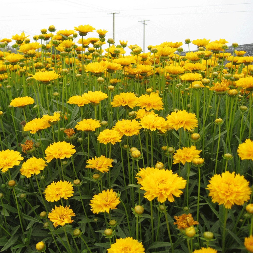 Tall Coreopsis basalis seeds 1kg