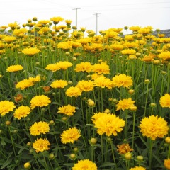 Tall Coreopsis basalis seeds 1kg