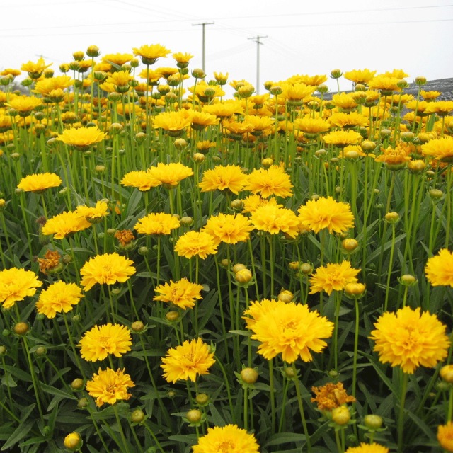 Tall Coreopsis basalis seeds 1kg