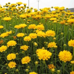 Tall Coreopsis basalis seeds 1kg