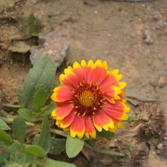 Gaillardia pulchella seeds 1KG
