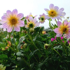 Dahlia pinnate seeds 1KG