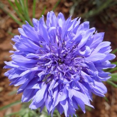 cornflower seeds 1kg