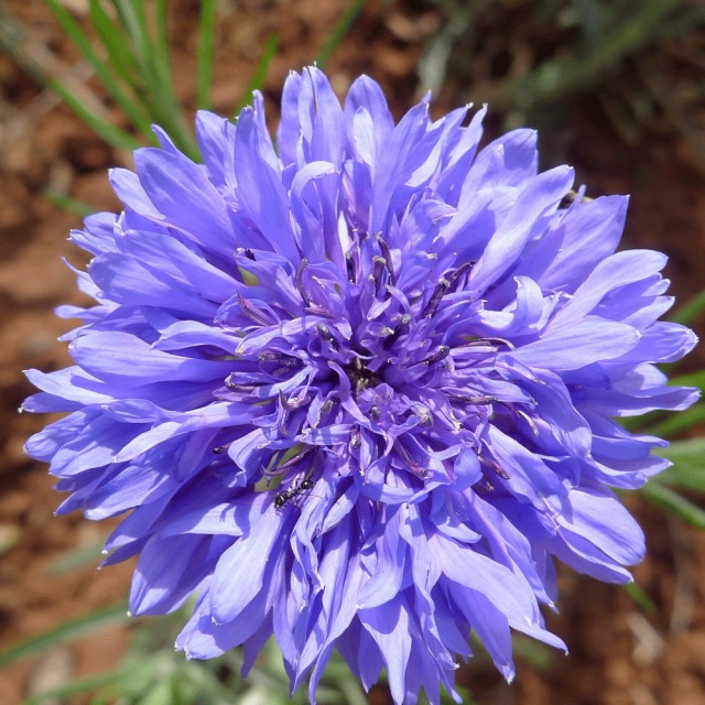 cornflower seeds 1kg