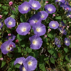 morning glory seeds 1KG