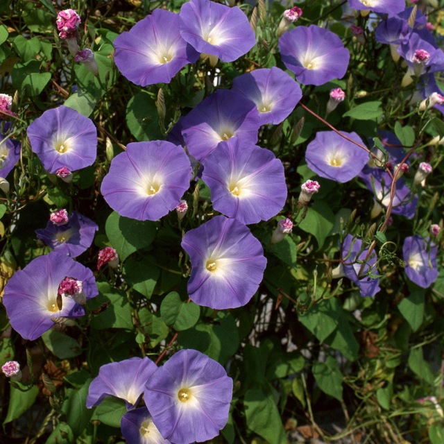 morning glory seeds 1KG