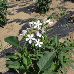 Saponaria officinalis seeds 1KG