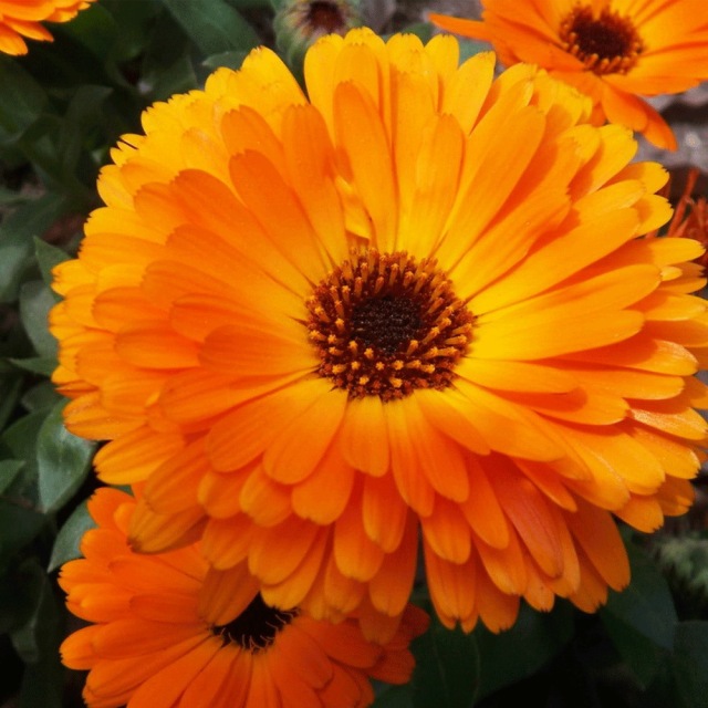Calendula officinalis seeds 1kg