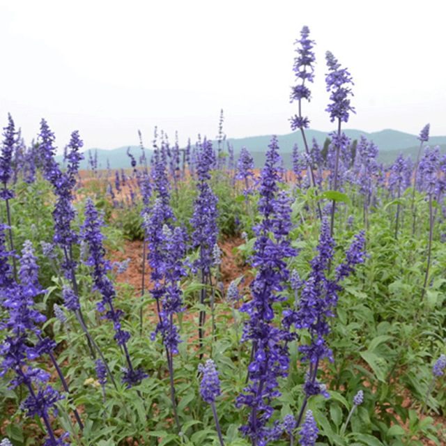 Hyssopus officinalis seeds 1KG