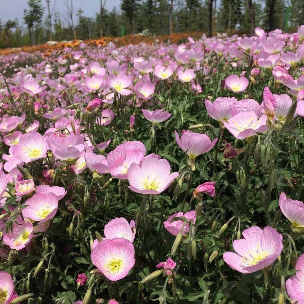 speciosa seeds 1kg