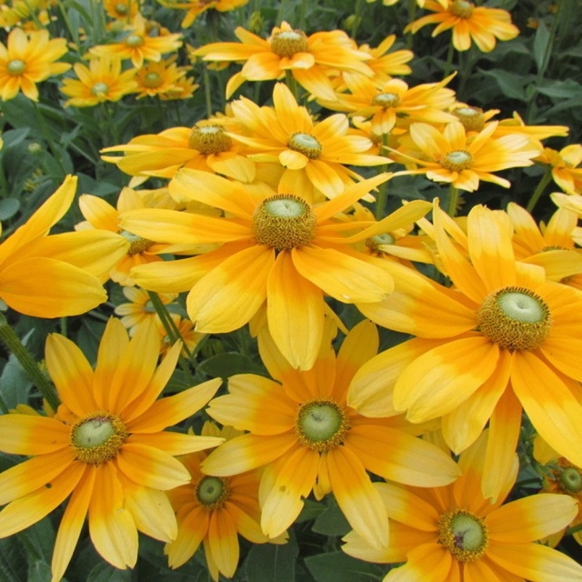 Rudbeckia hirta Gloriosa seeds 1kg