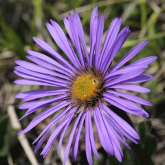 Aster tataricus seeds 1KG