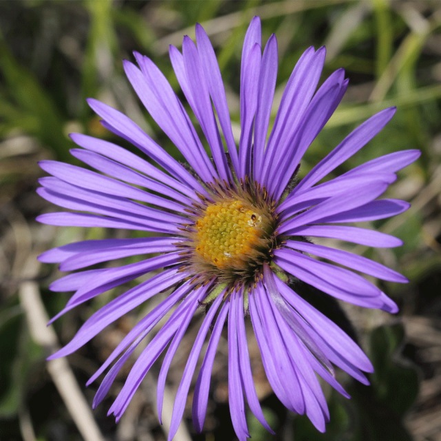 Aster tataricus seeds 1KG