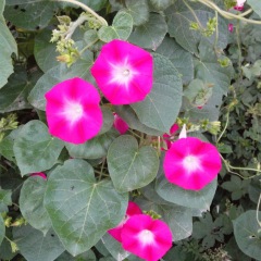 morning glory seeds 1KG