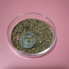 Verbena hybrida seeds 1kg