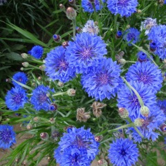 cornflower seeds 1kg