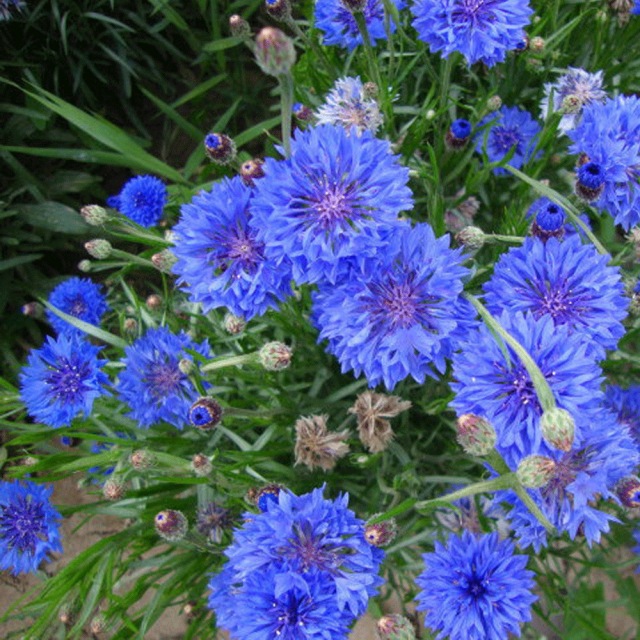 cornflower seeds 1kg