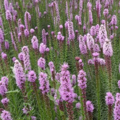 Liatris spicata seeds 1KG