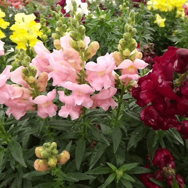 Antirrhinum majus seeds 1kg