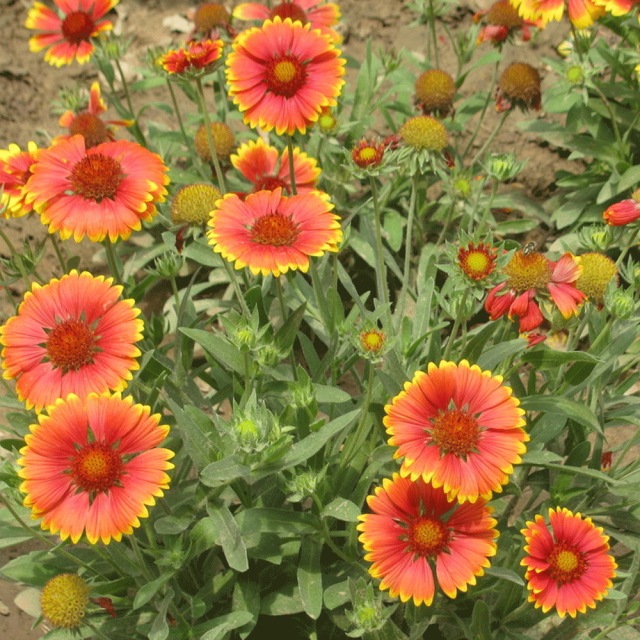 Gaillardia pulchella seeds 1KG