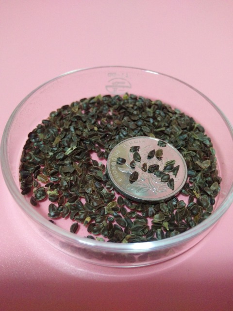 Physostegia virginiana seeds 1kg