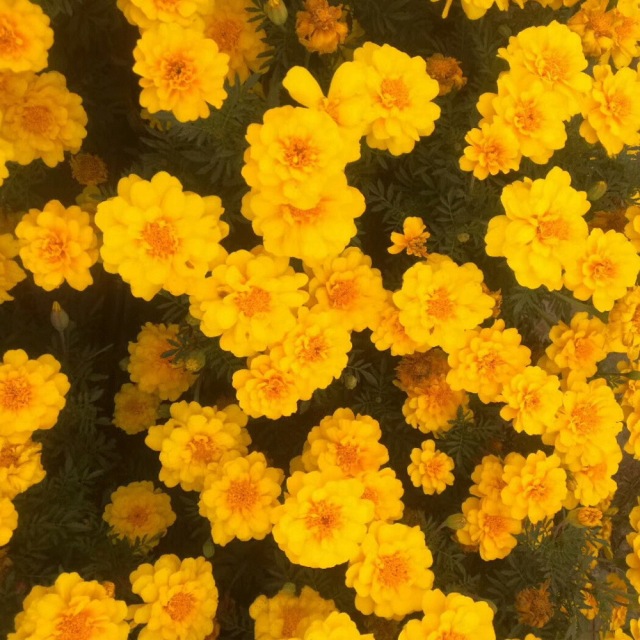 French marigold seeds 1KG