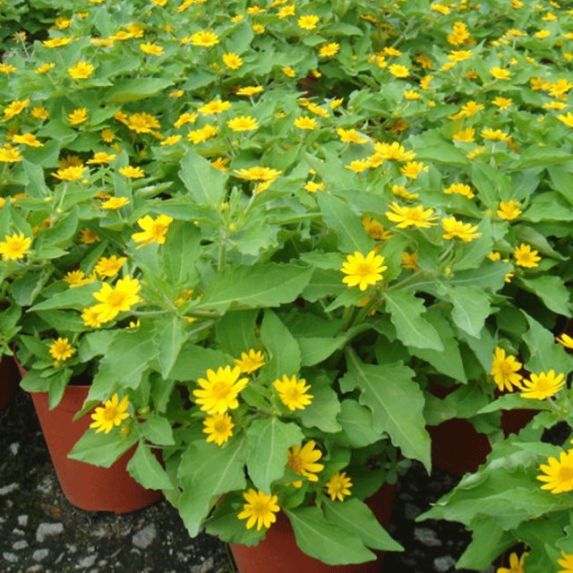 Melampodium divaricatum seeds 1kg