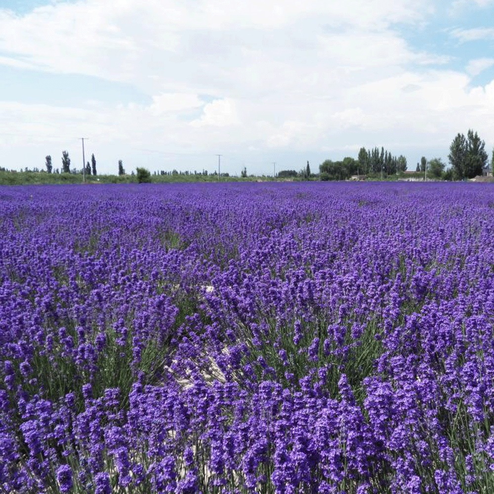 lavender seeds 1KG