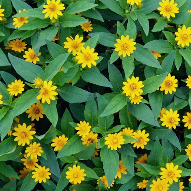 Melampodium divaricatum seeds 1kg