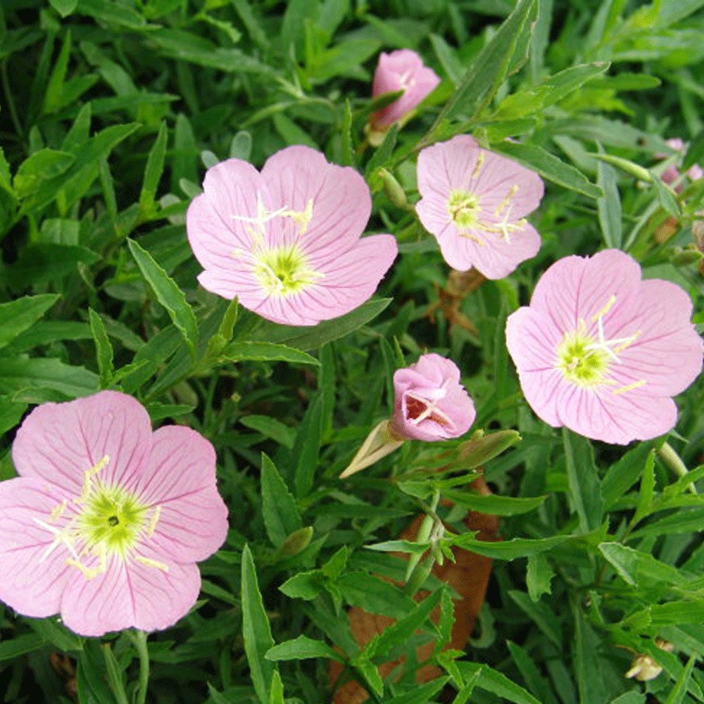 evening primrose seeds 1KG