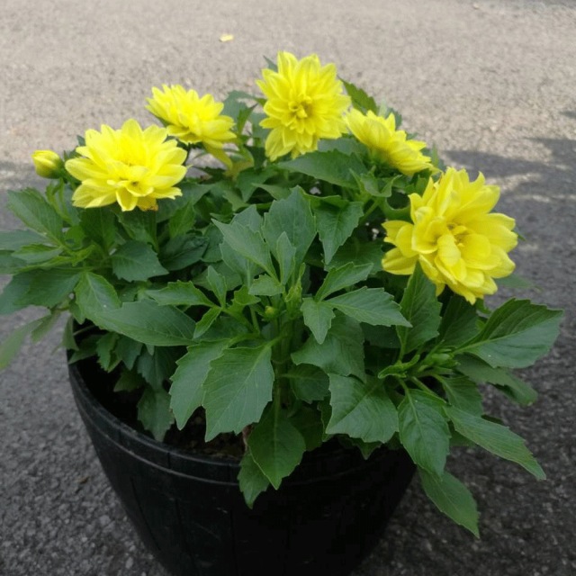 Dahlia pinnate seeds 1KG