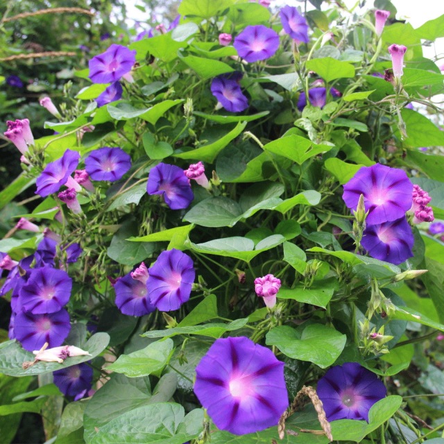 morning glory seeds 1KG