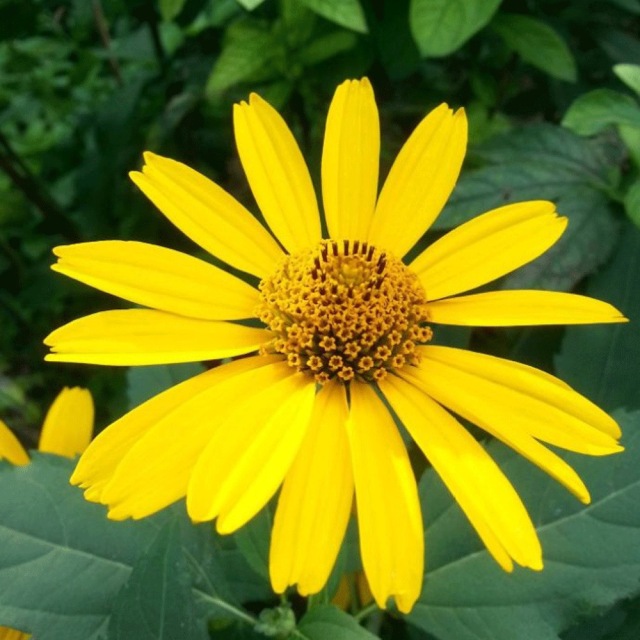 Heliopsis helianthoides seeds 1kg
