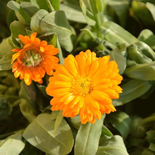 Calendula officinalis seeds 1kg