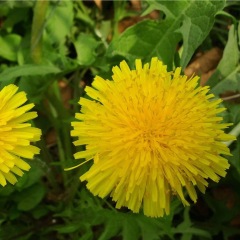 Taraxacum officnala seeds 1KG
