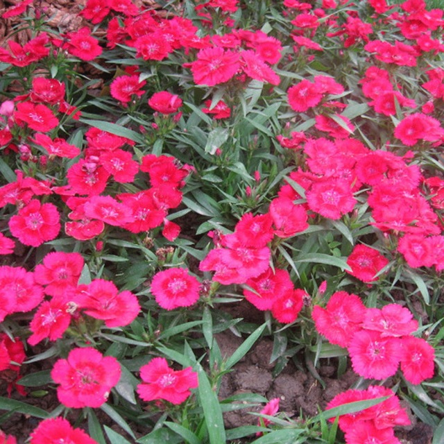 Dianthus barbatus seeds/sweet william seeds 1kg