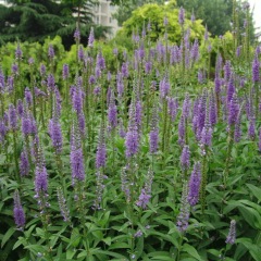 Veronica polita seeds 1KG