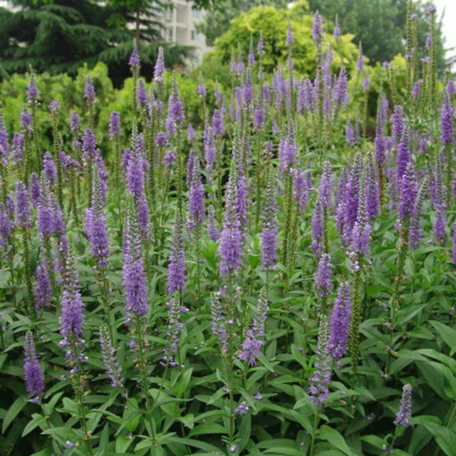 Veronica polita seeds 1KG