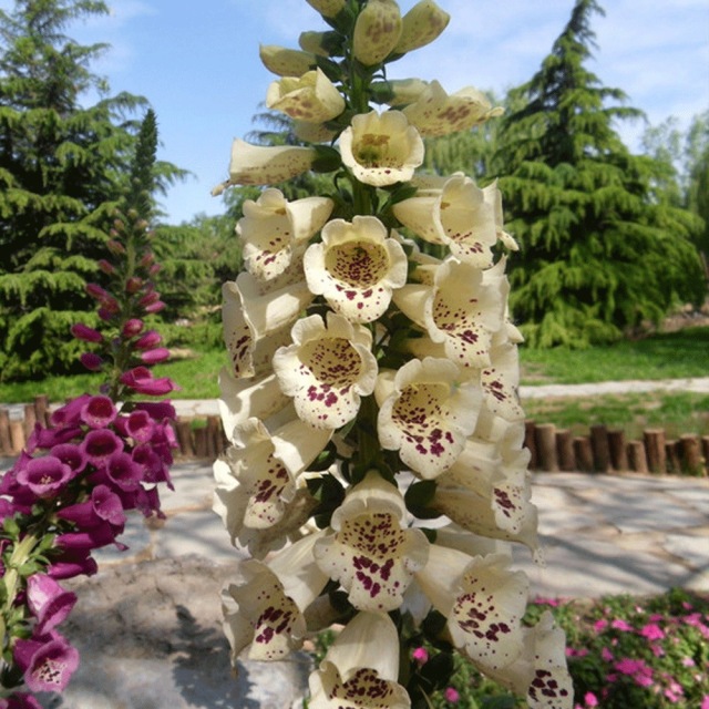 Digitalis purpurea seeds 1KG