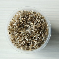 Gaillardia pulchella seeds 1KG