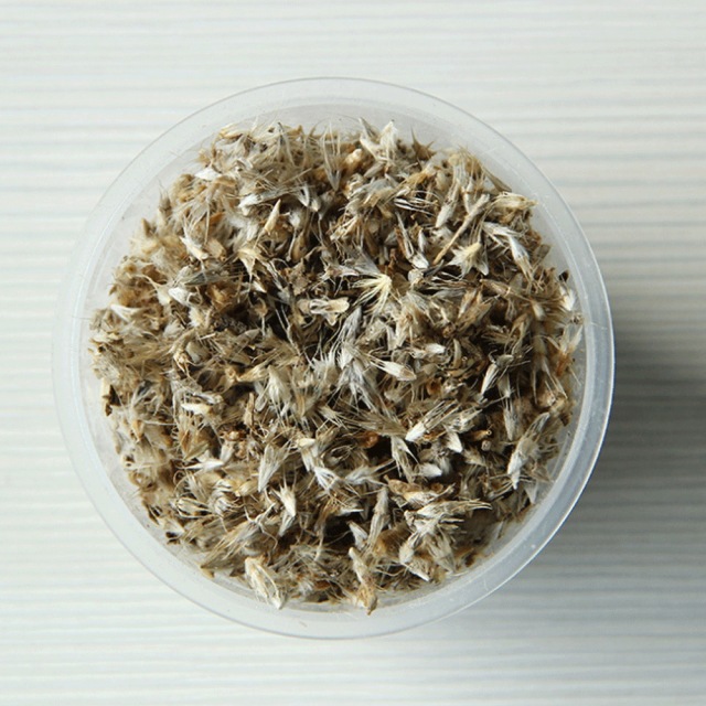 Gaillardia pulchella seeds 1KG