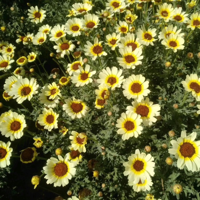 Chrysanthemum carinatum seeds 1kg