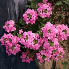 Verbena hybrida seeds 1kg