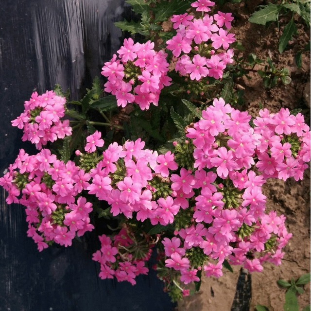 Verbena hybrida seeds 1kg