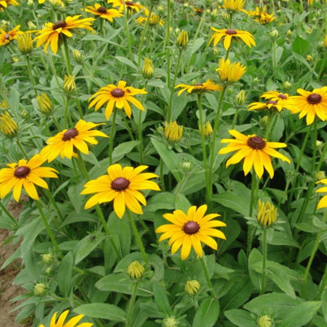 Rudbeckia hirta seeds 1kg