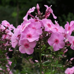 Annual phlox seeds 1kg