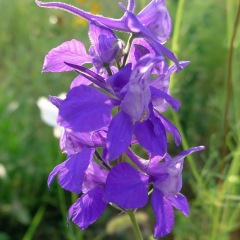 Larkspur seeds 1kg