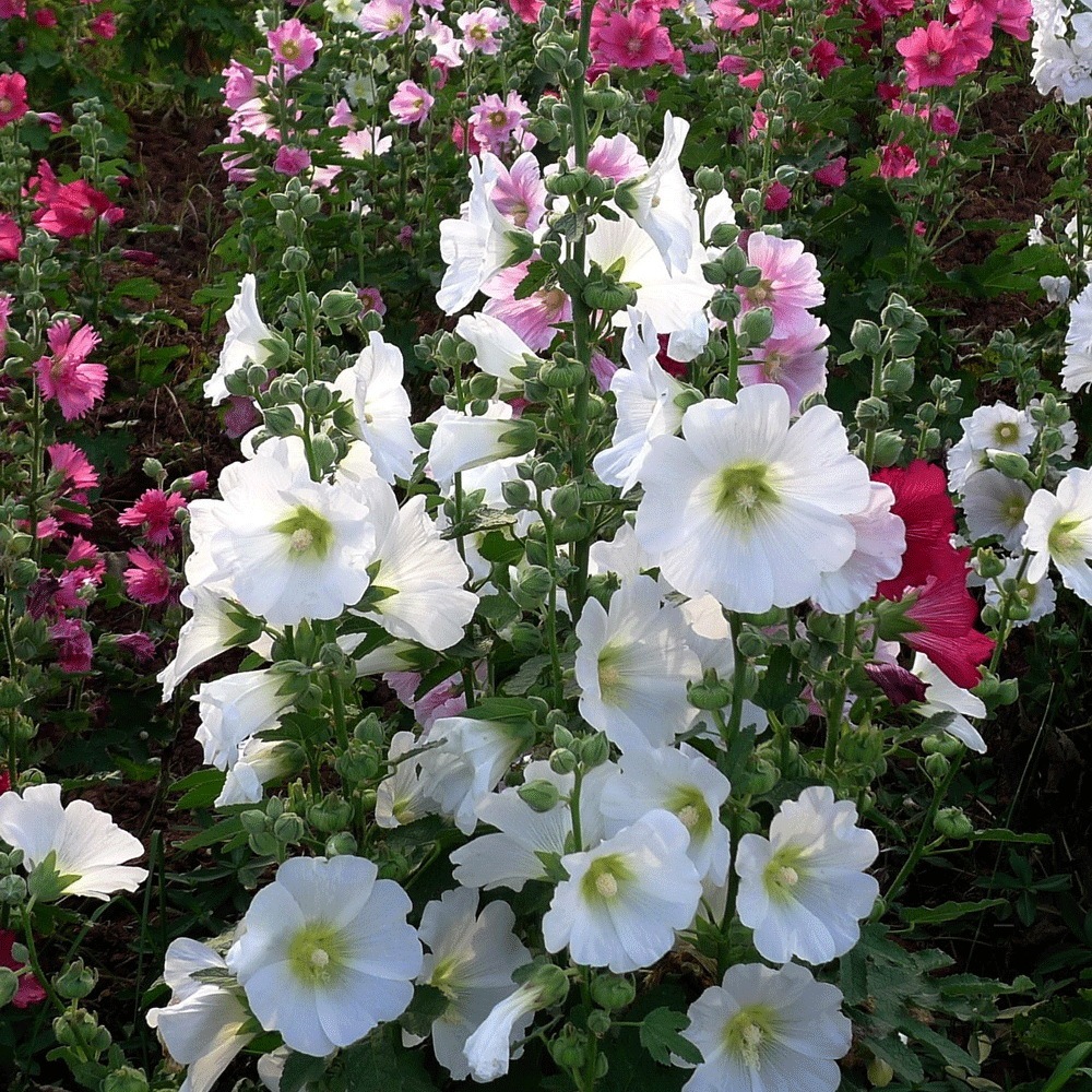 Hollyhock seeds 1kg